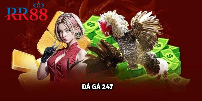 Đá gà 247