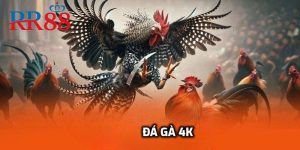 Đá gà 4K