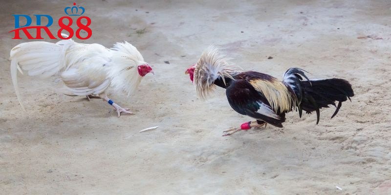 Một số phòng cược đá gà