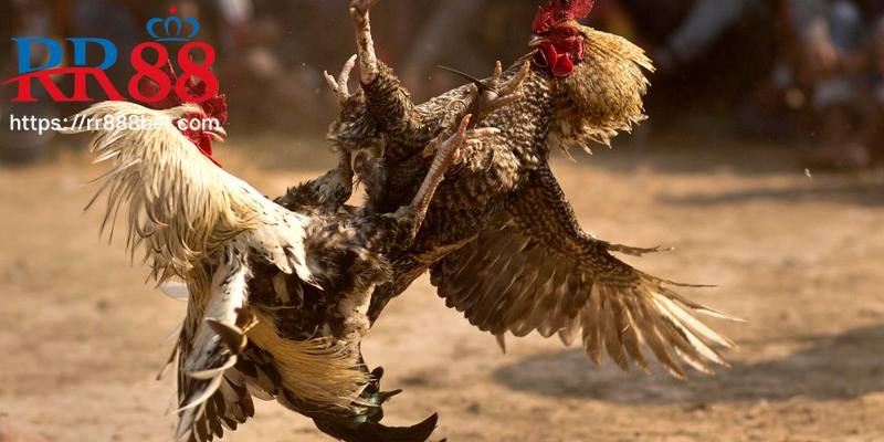 Thông tin khái quát nhất về chuyên mục đá gà tại nhà cái RR88 