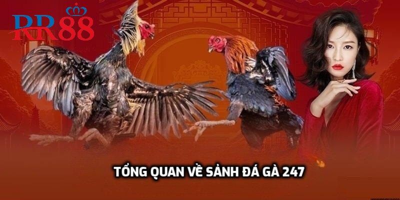 Tổng quan về sảnh đá gà 247